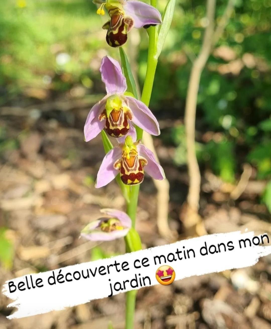 Les Glycines De Monchy- D'hotes